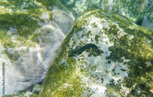 Un pez, barriguda mora (Ophioblennidus atlanticus), sobre las rocas en el Puerto de Mogán, Gran Canaria, España. Pez que vive asociado a los fondos rocosos poco profundos. photo