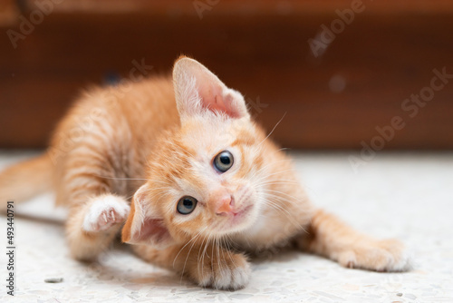 itching meow, portrait of orange striped kitten scratching thier ear with blue background