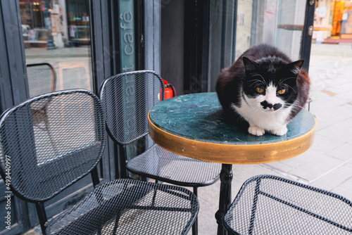 Canvas Print serious shameless black and white cat on the table at the street