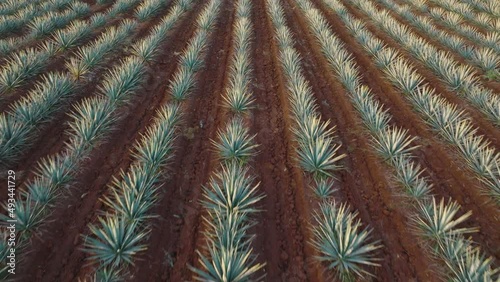 Aerial Drone of Blue Webber Agave Plants in Tequila, Jalisco, Mexico During Sunset. Camera Does Flyover of Agave Field With Rows of Plants. 
