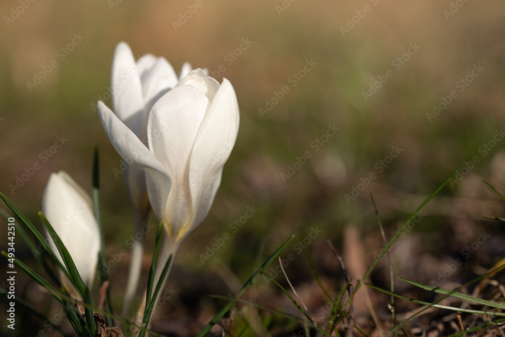 White flowering crocus is still largely closed and on a meadow in spring. The sun shines from the side White flowering crocus is still largely closed and on a meadow in spring. The sun shines from the side