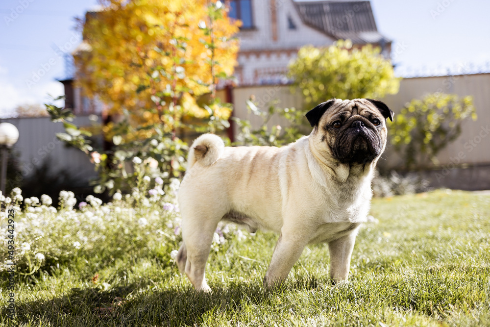 a young beautiful dog of the pug breed walks on the street and runs along the green grass a young beautiful dog of the pug breed walks on the street and runs along the green grass