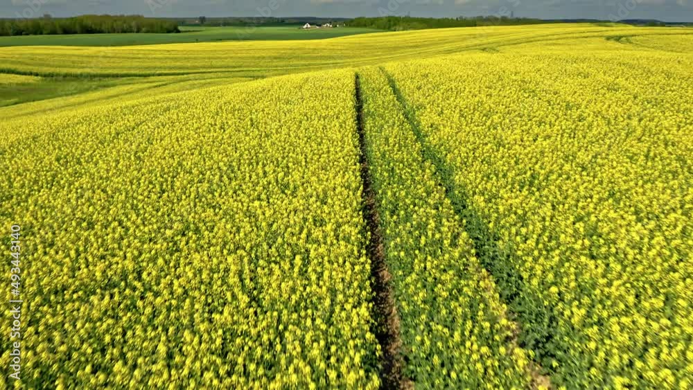 Blooming yellow raps flowers in Poland countryside. Blooming yellow raps flowers in Poland countryside.