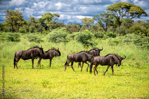 a small group of African buffalo grazing  Chobe National Park  Botswana