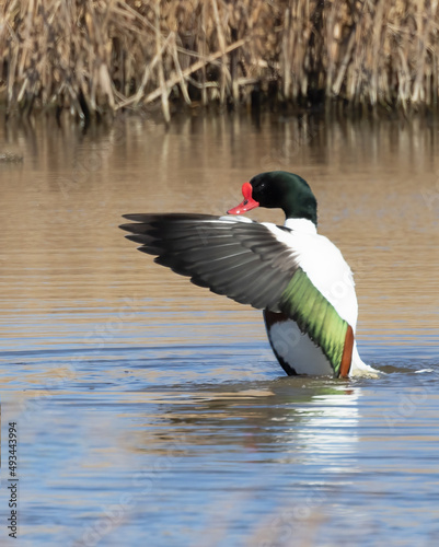 Shelduck (Tadorna tadorna)