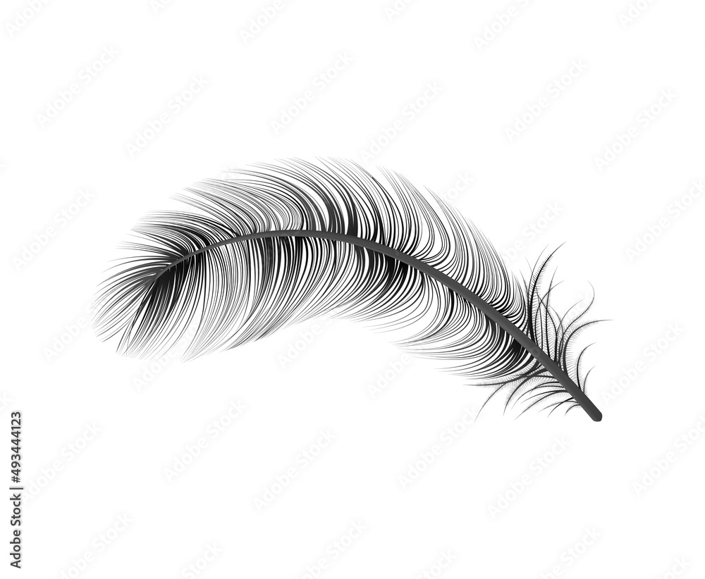 Obraz premium Realistic Black Feather Composition