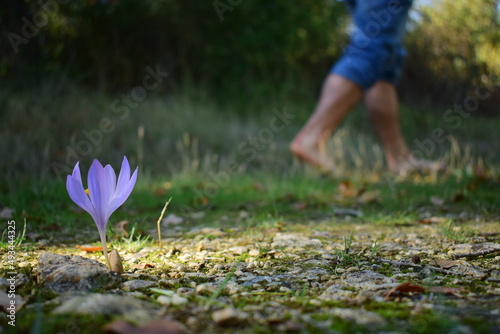 Una flor morada en primero plano y al fondo un chico joven anda descalzo por el campo verde. photo