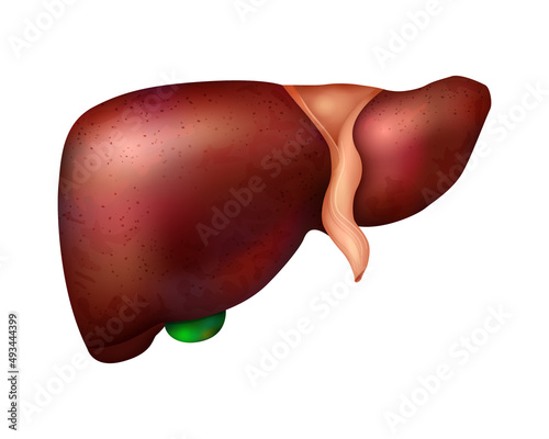 Realistic Human Liver Composition