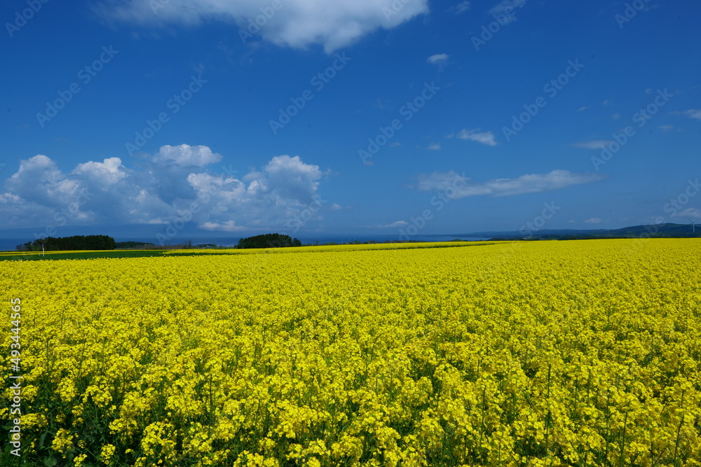 Fototapeta premium 横浜町の菜の花畑。横浜、青森、日本。5月中旬。