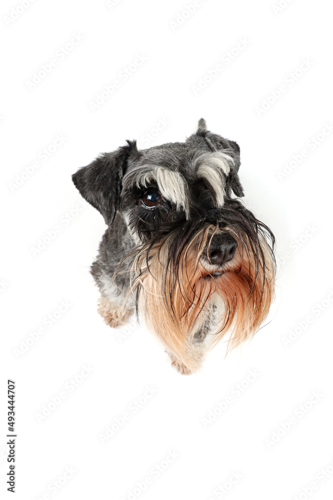 portrait of a very  fluffy dog from very close, funny miniature schnauzer