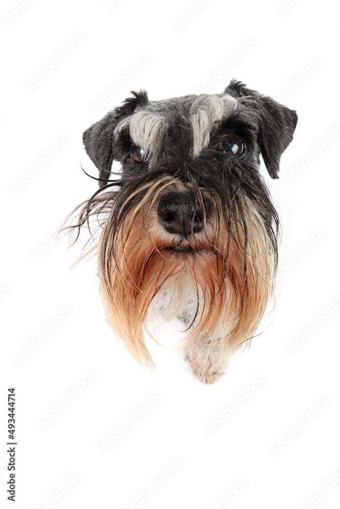 portrait of a very  fluffy dog from very close, funny miniature schnauzer