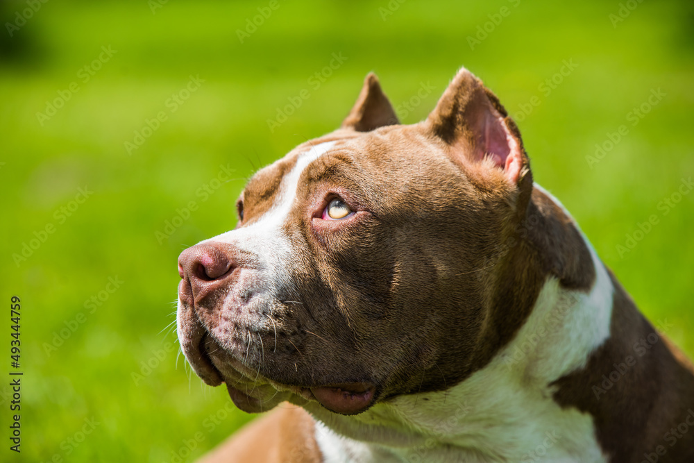 Chocolate color American Bully dog is on green grass Chocolate color American Bully dog is on green grass