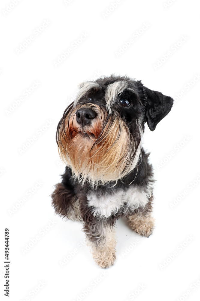 portrait of a very  fluffy dog from very close, funny miniature schnauzer