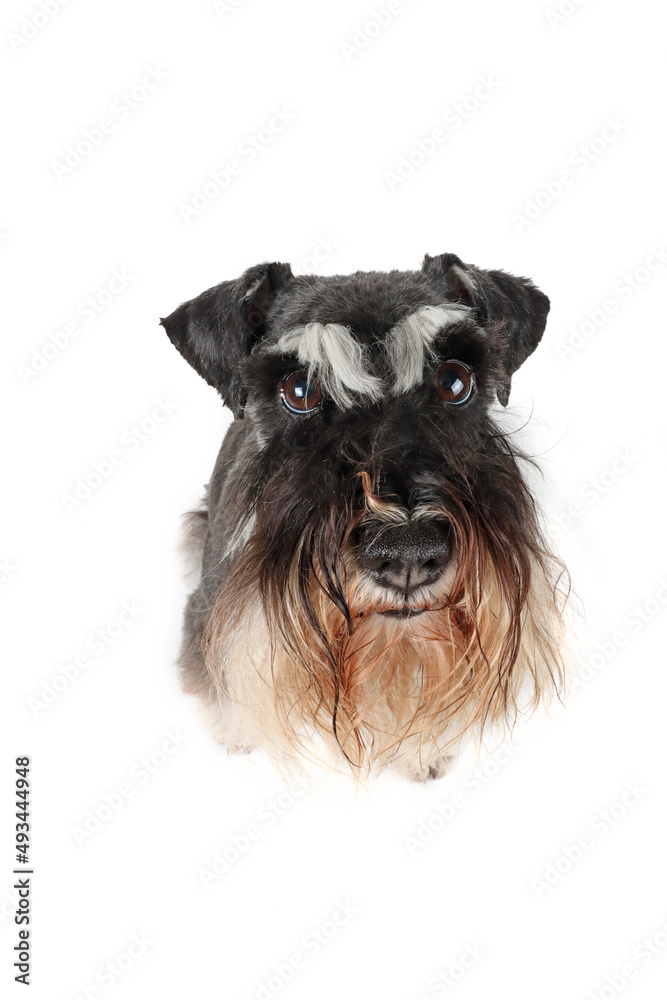 portrait of a very  fluffy dog from very close, funny miniature schnauzer