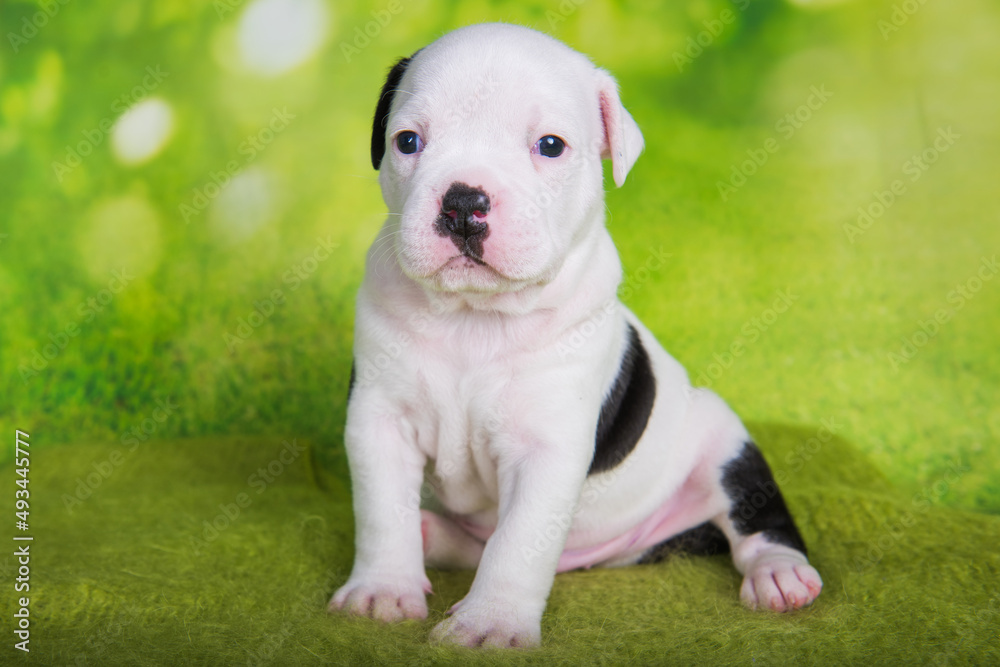 White black American Bullies puppy on green background White black American Bullies puppy on green background