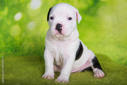 White black American Bullies puppy on green background