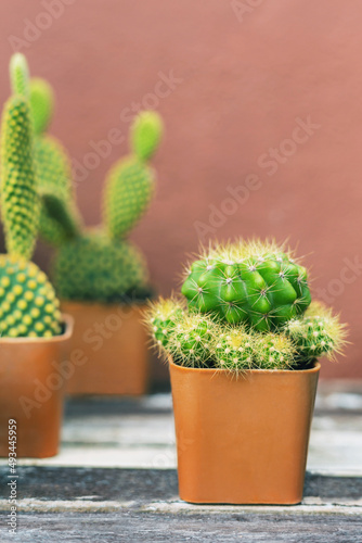 Cactus in a small pot, on a wooden table.