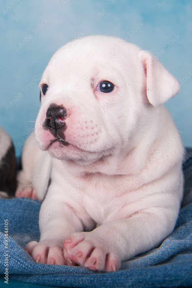 Close up portrait of American Bullies puppy on green background