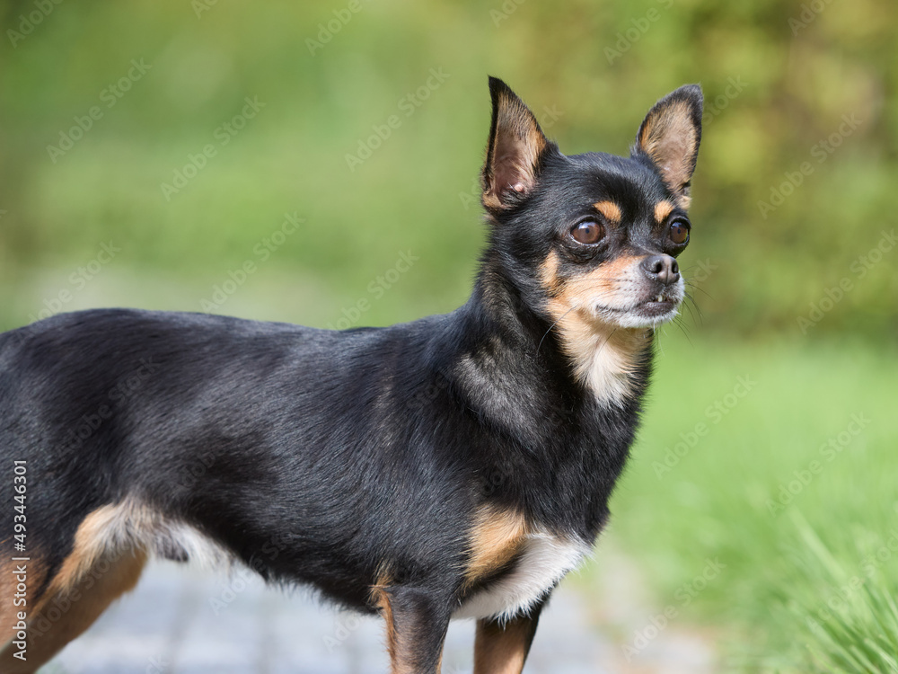Young black male chihuahua in garden