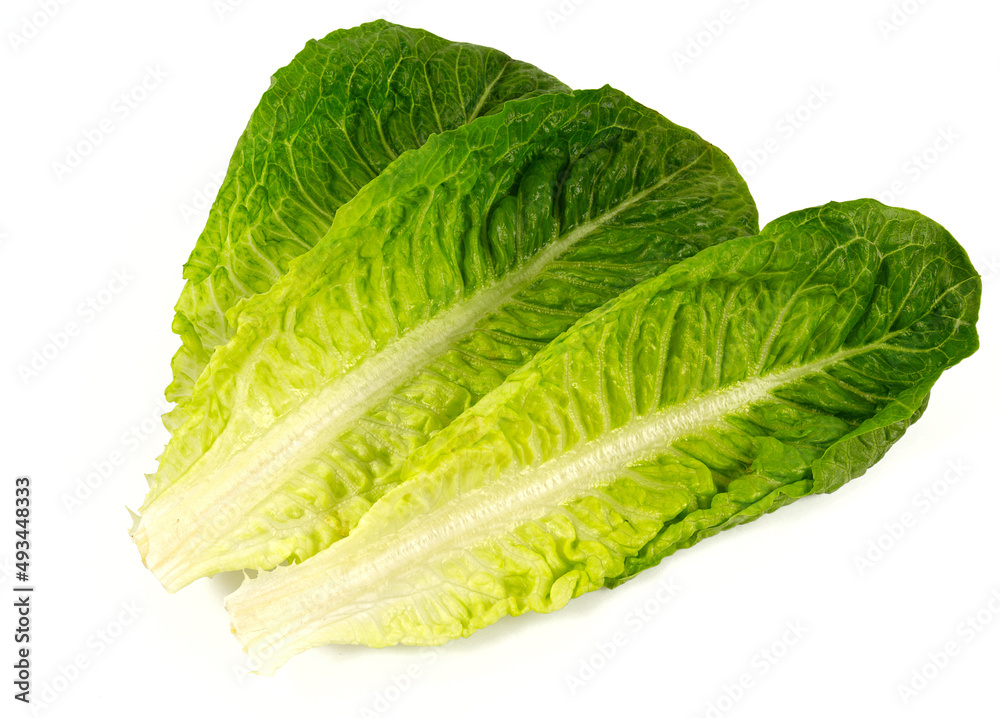 roman lettuce isolated on white background roman lettuce isolated on white background