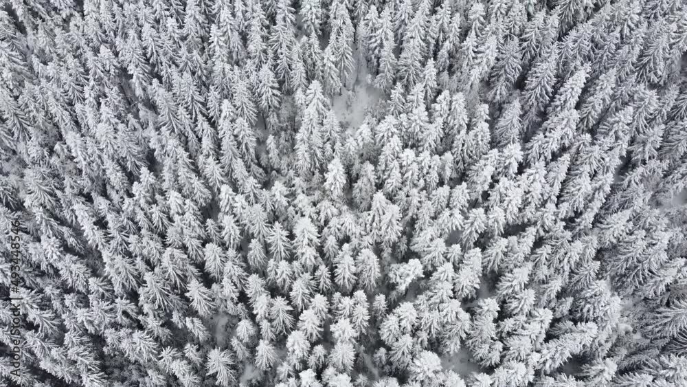 Aerial drone view of beautiful winter scenery with pine trees covered with snow. Snow falling. Cinematic shot. Winter traveling. Background and textures.  
