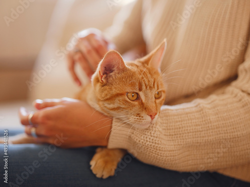 Fototapeta Naklejka Na Ścianę i Meble -  Young asian woman wears warm sweater resting with tabby cat on sofa at home one autumn day. Indoor shot of amazing lady holding ginger pet. Morning sleep time at home. Soft focus.