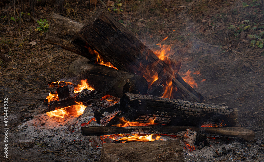 The fire burns in the forest. Bright flame close-up. Orange and black.