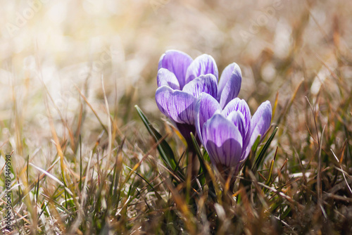 Młode, wiosenne kwitnące fioletowe kwiaty krokusów na rozświetlonej łące.