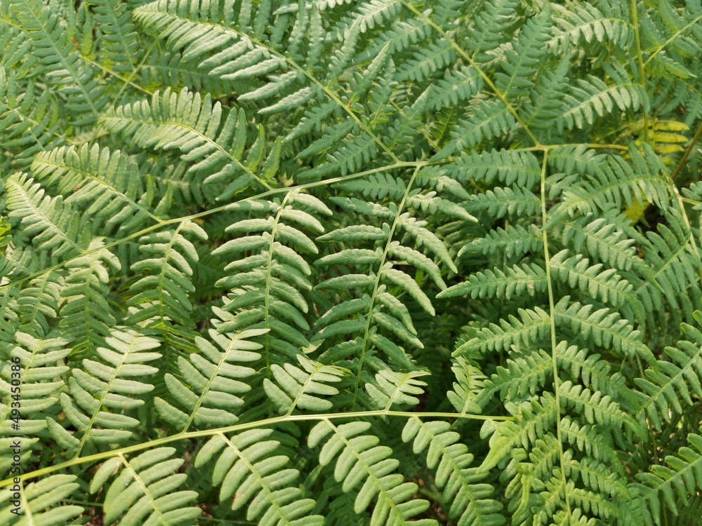 green fern leaves texture , full frame nature background green fern leaves texture , full frame nature background