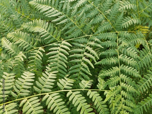 green fern leaves texture   full frame nature background