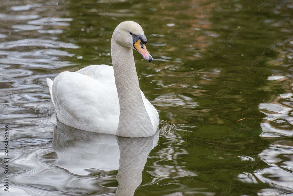 Swan close-up on the pond in the Stryiskyi Park. Swan close-up on the pond in the Stryiskyi Park.