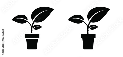 Garden plant in pot. Vector icon or pictogram. flower pot pictogram. Spring time flowers. Houseplant silhouette plants in pots.
