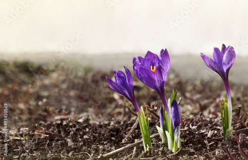 Purple crocus flowers in a ...