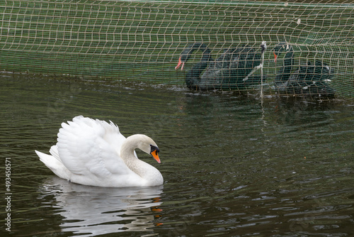 White swan are separated from black ones on the pond in the Stryiskyi Park. photo