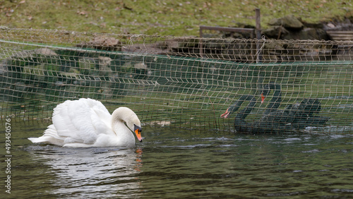 White swan are separated from black ones on the pond in the Stryiskyi Park. photo