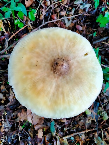 A close up  of a mushroom in the forest
