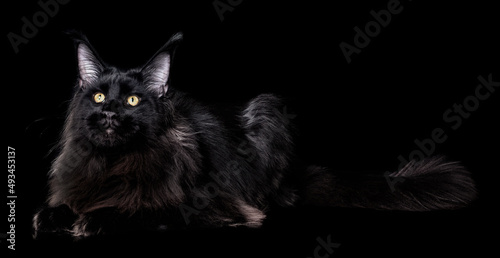A beautiful black maine coon kitten on black background in studio, isolated.