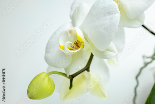 Fototapeta Naklejka Na Ścianę i Meble -  White orchid flowers on white background, close up. Amazing phalaenopsis orchid of white color for publication, poster, calendar, post, wallpaper, banner, cover, website, space for your design or text