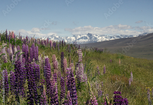 Colorful alpine tundra, a floral hill of purple and pink blooming lupine flowers against a background of snowy John Mountain and blue sky, Tekapo, South Island, New Zealand