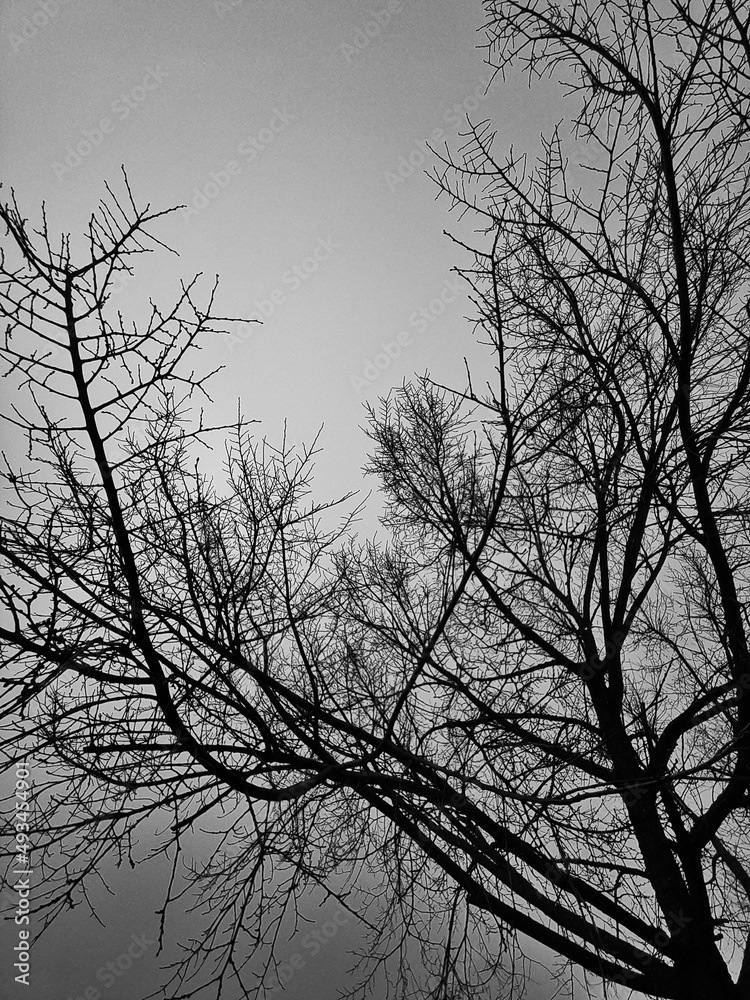 silhouette of a tree silhouette of a tree