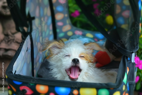 chihuahua puppy in a basket
