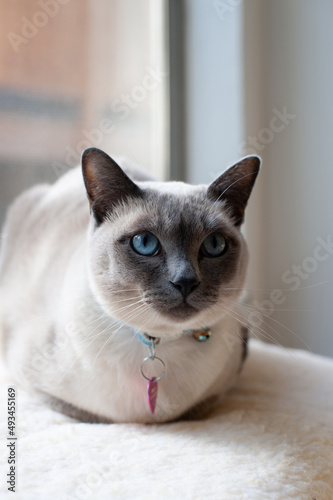 A purebred tonkinese cat with blazing blue eyes rests on a furry perch.