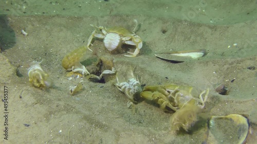 As crustaceans grow, they periodically molt, their old empty shells can be seen on the seabed. photo