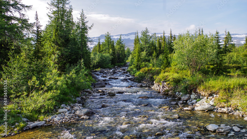 mountain river on the background of coniferous forest mountain river on the background of coniferous forest