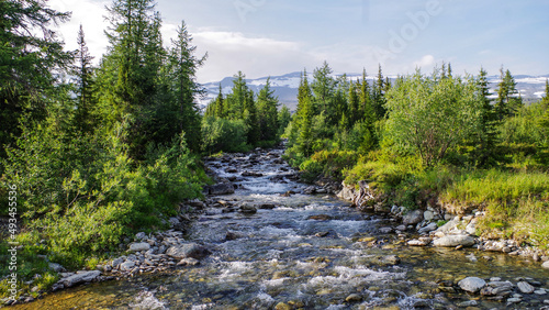mountain river on the background of coniferous forest