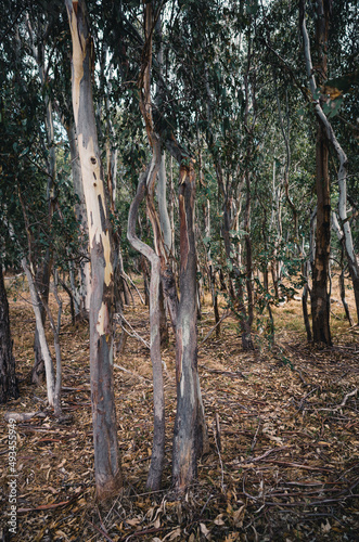 Trees in the forest