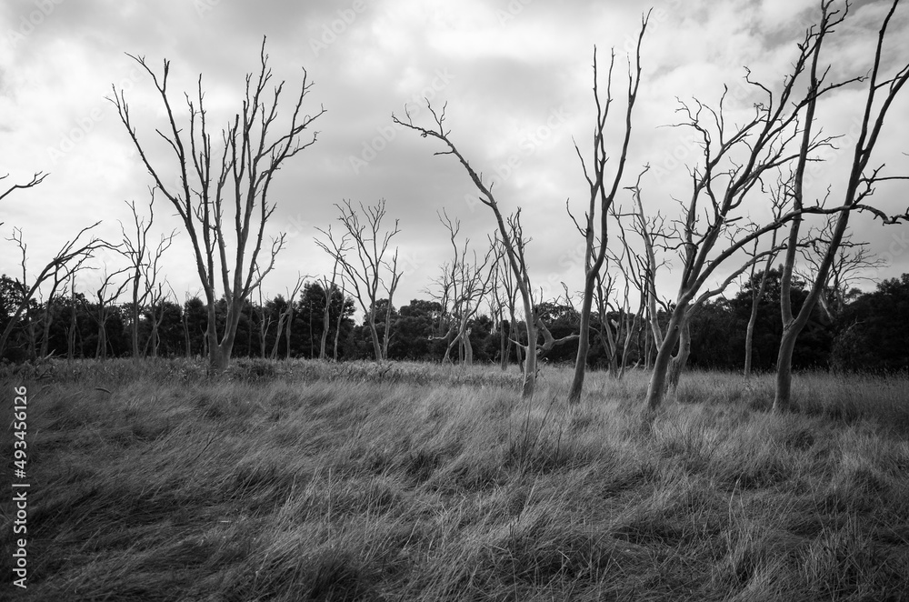 Fototapeta premium Landscape with trees