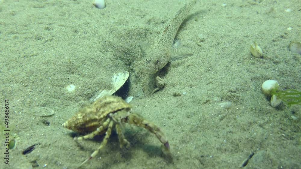 Breeding of Marbled goby (Pomatoschistus marmoratus): the guardian male is nervous, but cannot drive away the unimpressed hermit crab, close-up. Breeding of Marbled goby (Pomatoschistus marmoratus): the guardian male is nervous, but cannot drive away the unimpressed hermit crab, close-up.