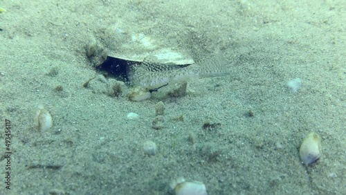 Reproduction of Marbled goby (Pomatoschistus marmoratus): enters into the nest with its head and working hard with its tail, the male drives out the poured sand from the burrow. photo