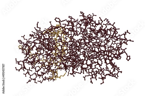 Molecular model of thyroxine binding globulin isolated on white background. Rendering with differently colored protein chains based on protein data bank. 3d illustration